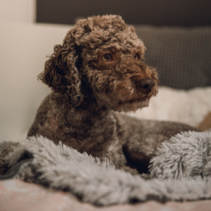 patura pufoasa cream 100 x 75 cm